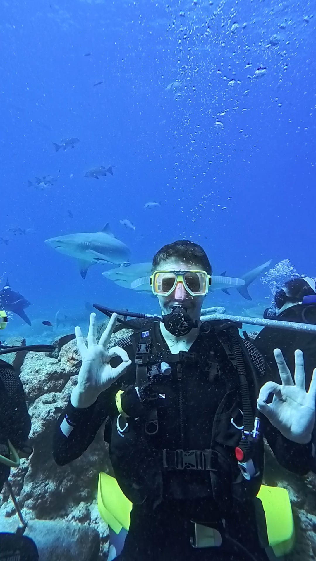 Shark diving – Fiji