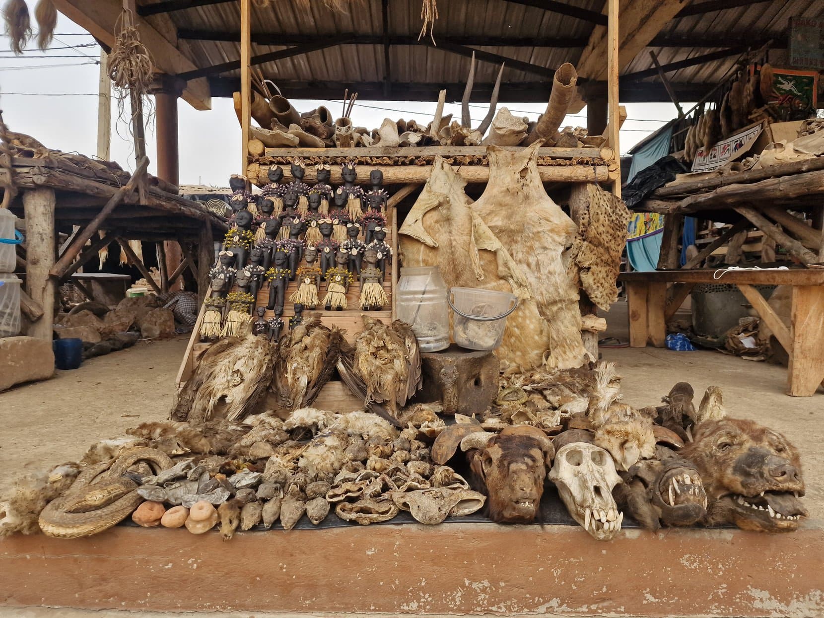 A table of dried animal skulls, skins and bones under a thatched roof at Akodessawa fetish market, Lomé, Togo