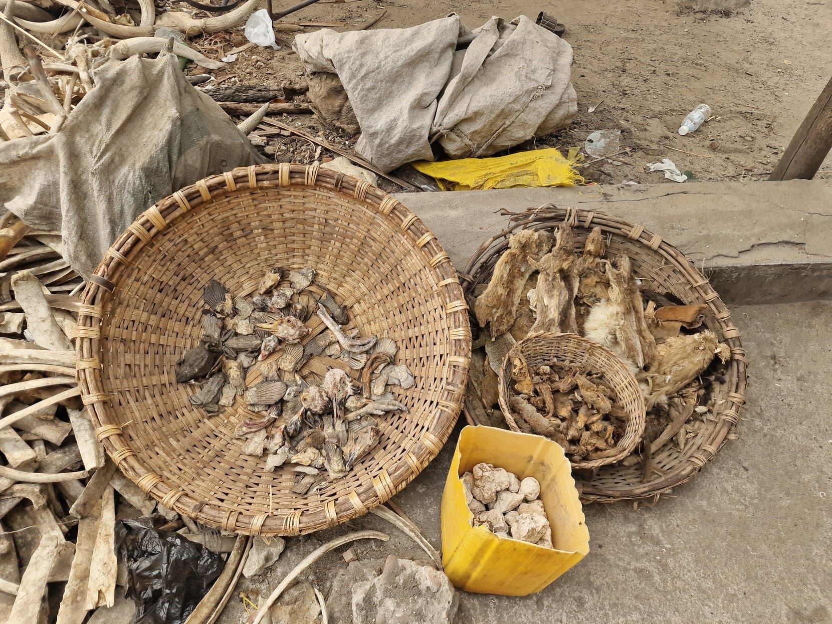 Woven baskets of dried animal bone and a yellow tub of pieces on a concrete ledge at the fetish market, Cotonou, Benin