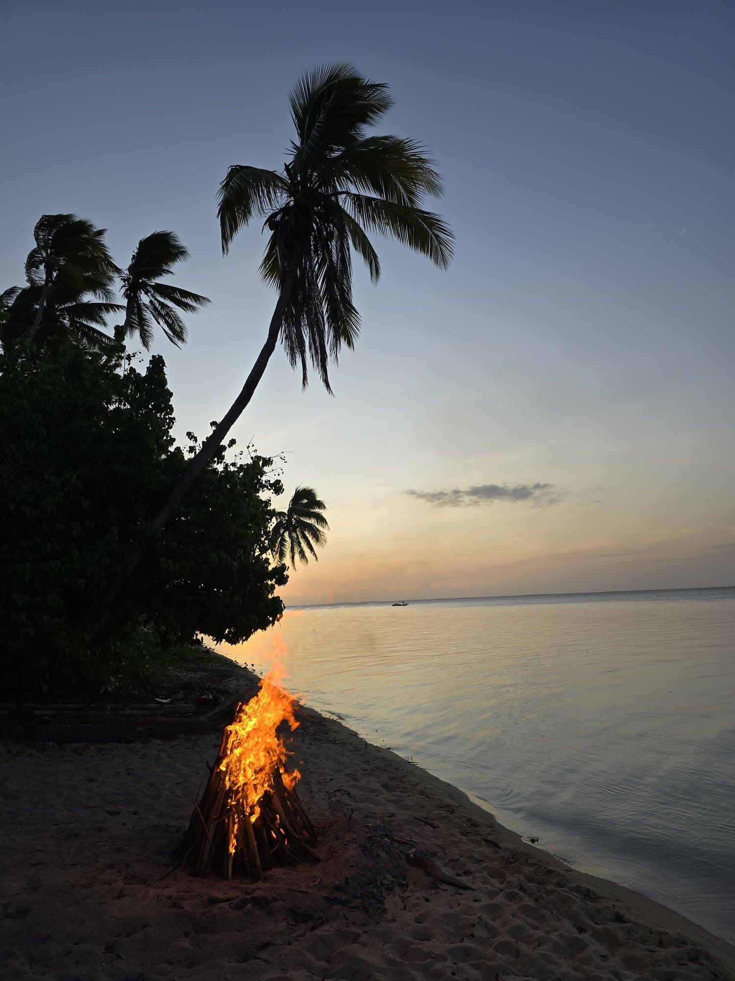 A bonfire burning on the sand at sunset under a leaning palm