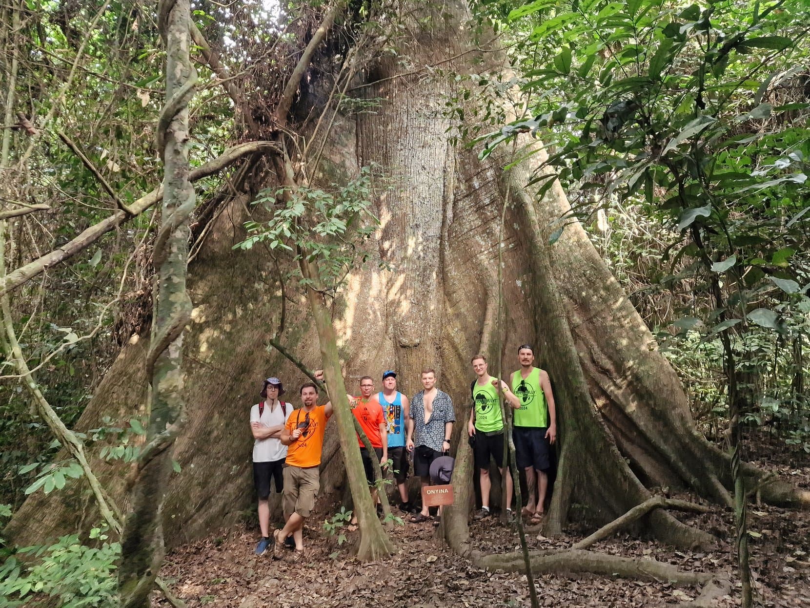 The rally crew standing between the huge buttress roots of a rainforest tree at Kakum, Ghana