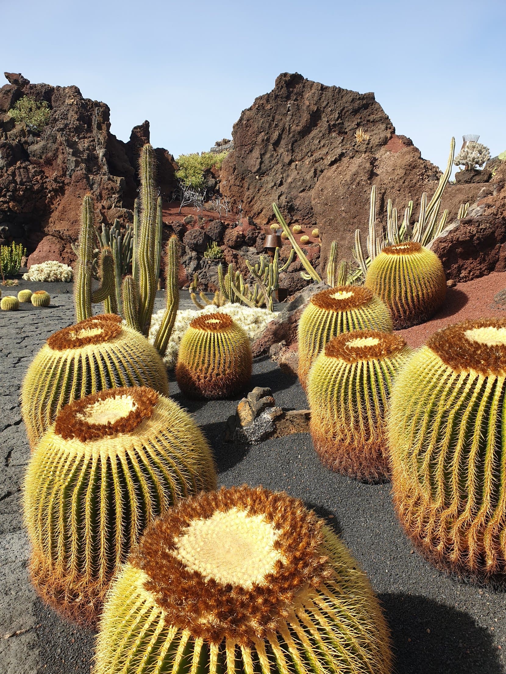 Golden barrel cactus under lava rock in the Jardín de Cactus, Guatiza, Lanzarote