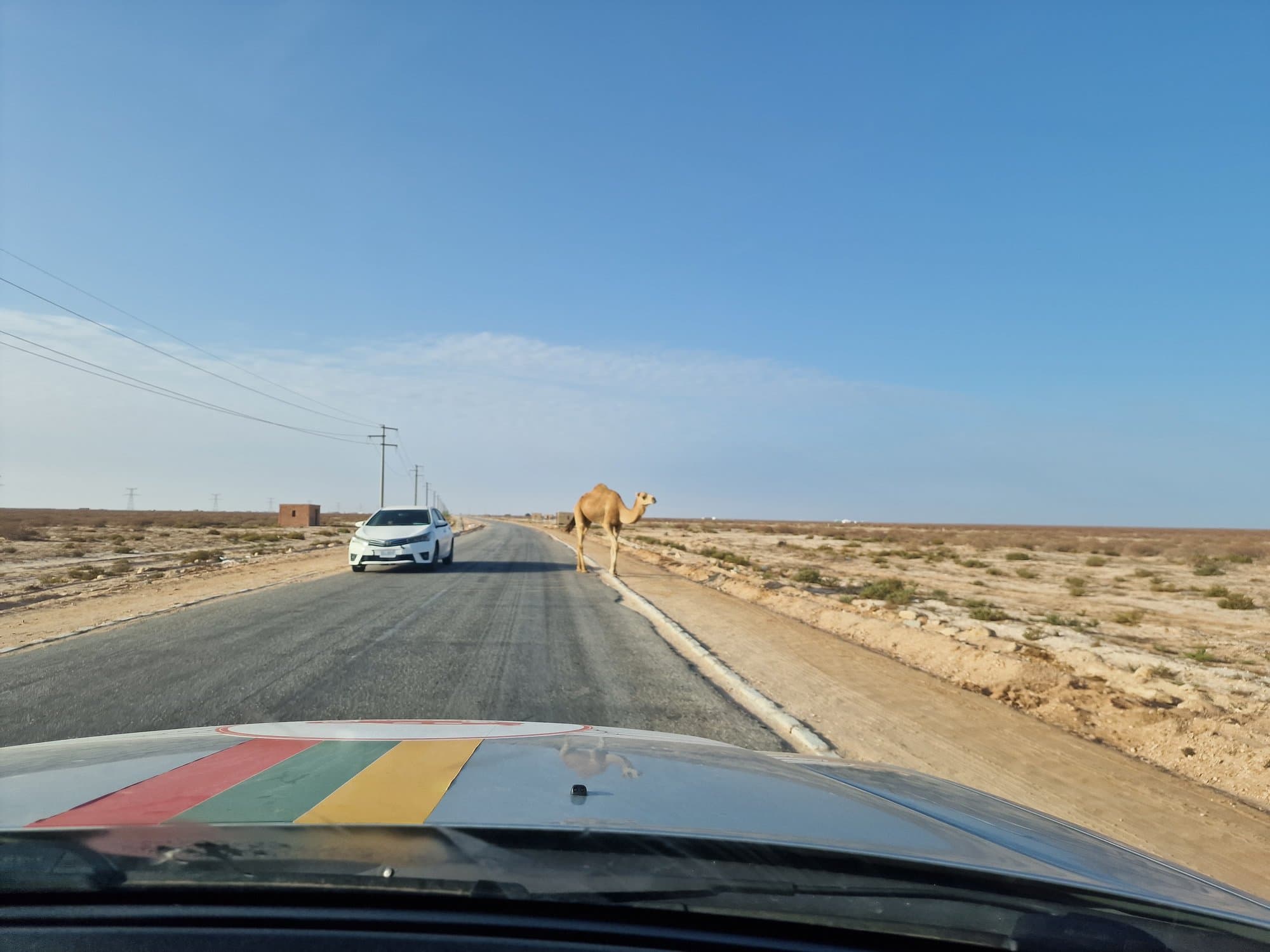 A camel crossing the tarmac road in front of the car