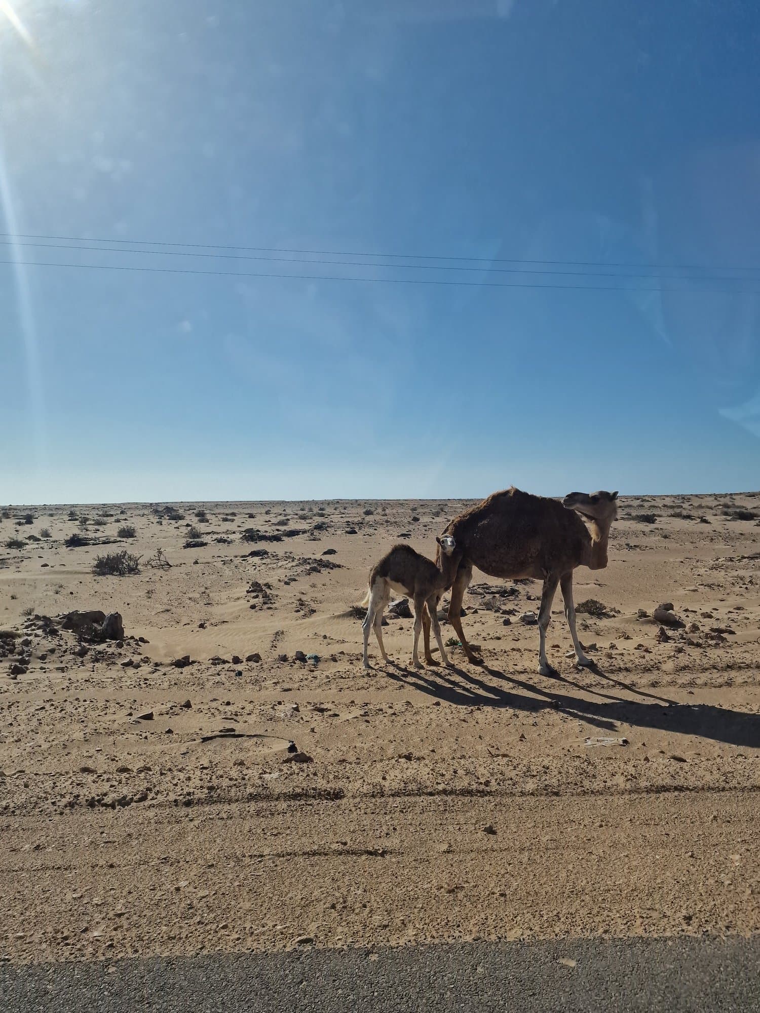 A camel and calf beside the empty desert road
