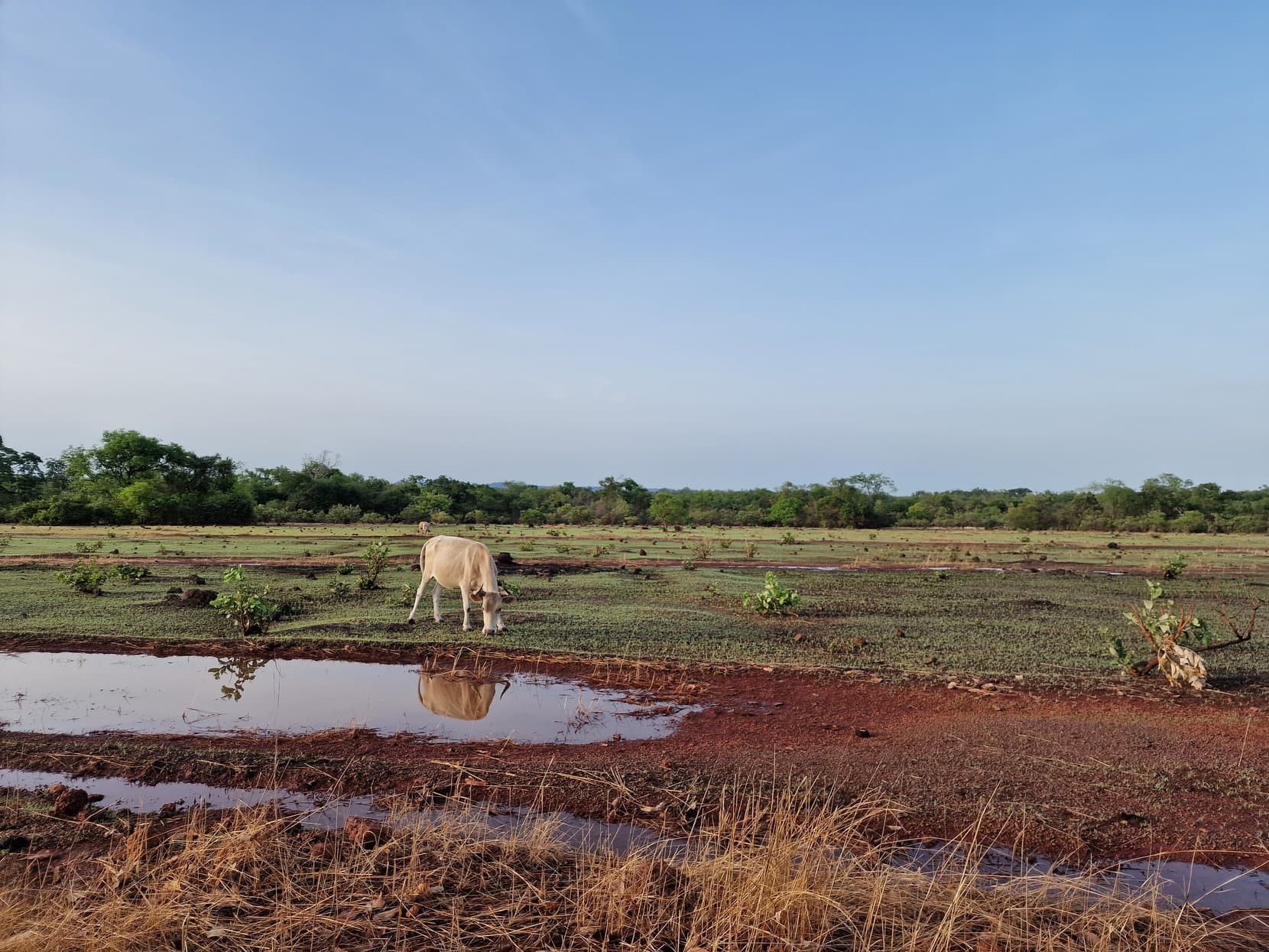 A white cow grazing beside standing water on green flats, northern Guinea
