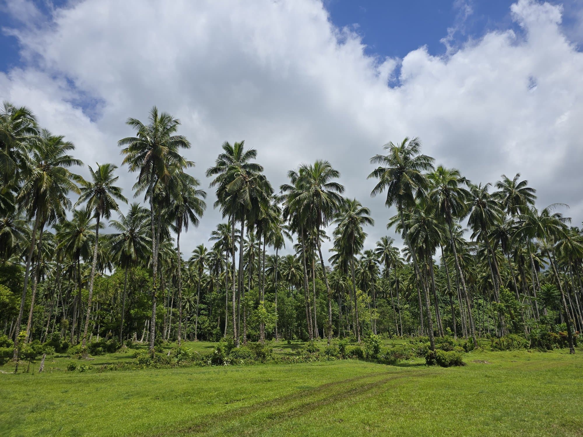 A coconut grove over a village green on Upolu