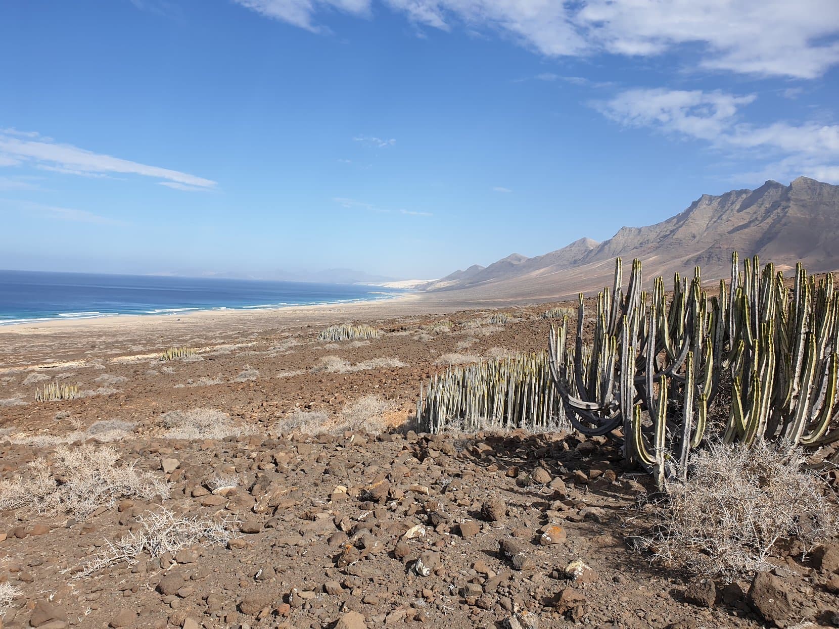 Cofete beach and the Jandía mountain wall seen past a candelabra cactus, Fuerteventura