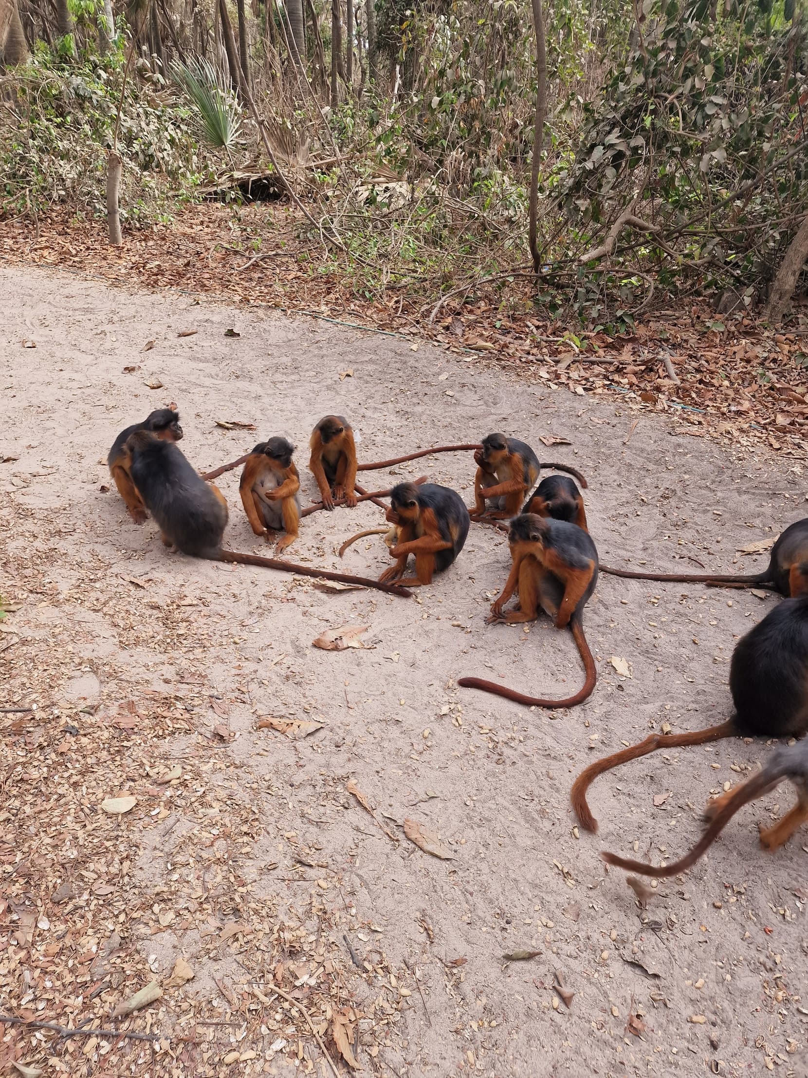 A troop of red colobus monkeys sitting in a circle to feed on the sandy path in Bijilo forest