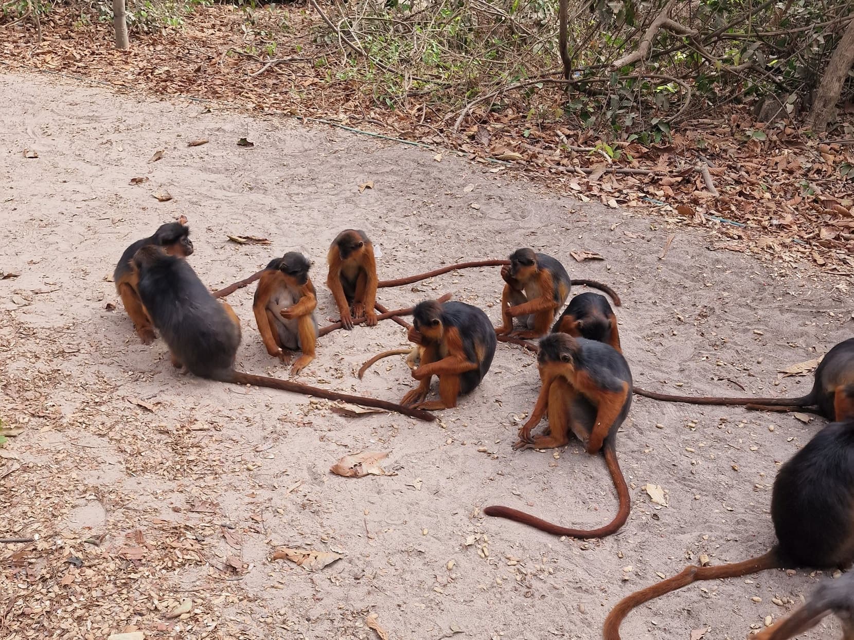 A troop of red colobus monkeys sitting on the sand path in Bijilo forest