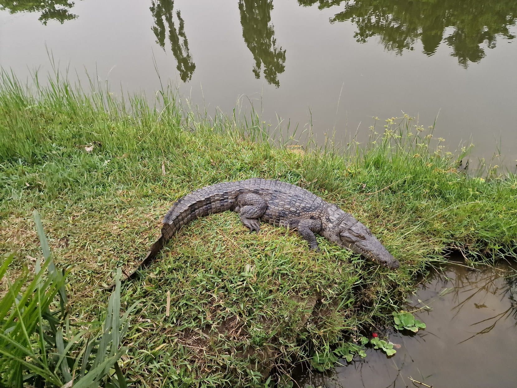 A crocodile lying on green grass beside a pond, Ghana