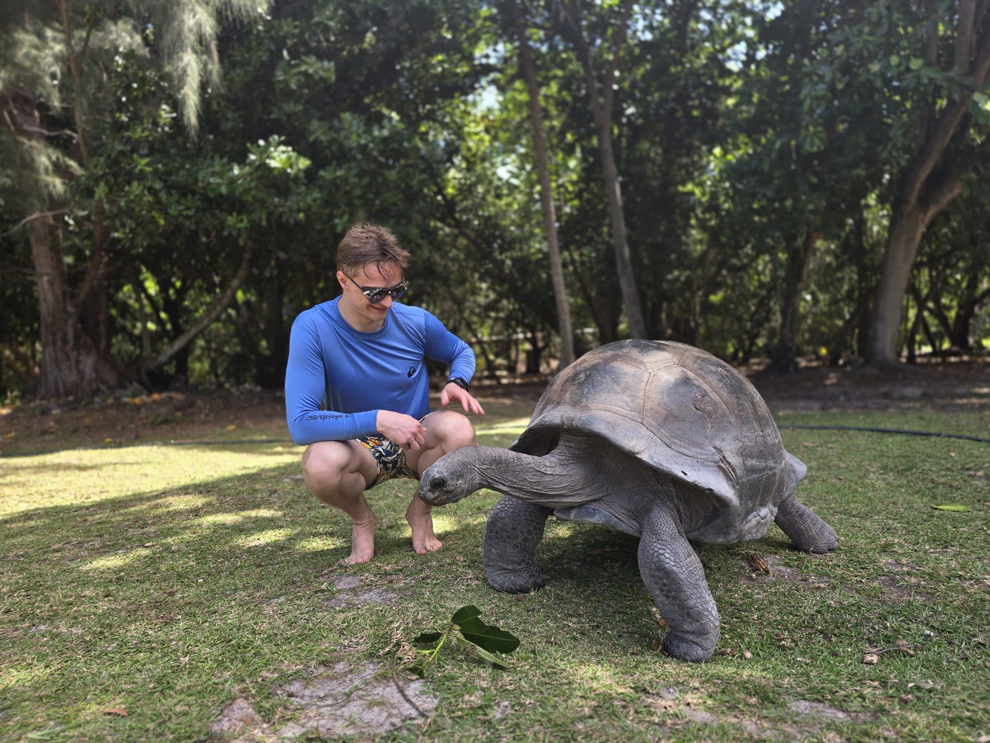 Free-roaming giant Aldabra tortoises on Curieuse Island, Seychelles