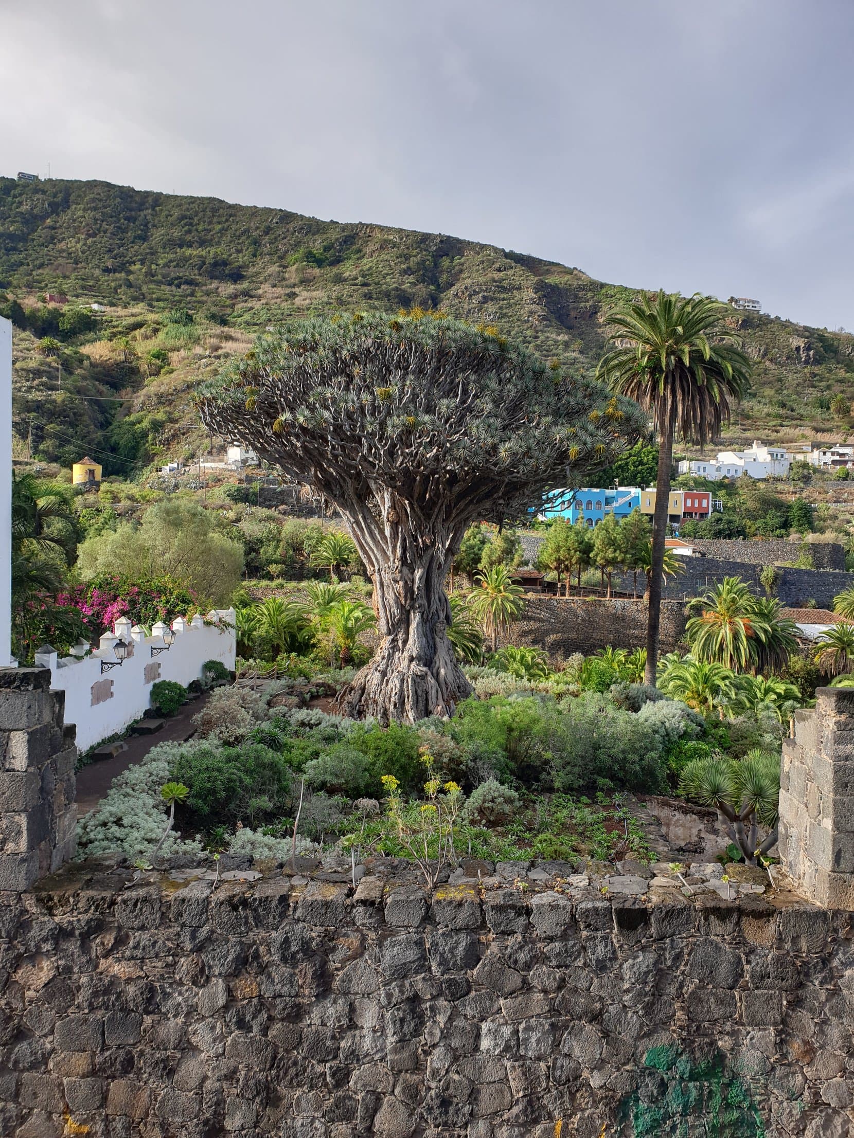 The ancient dragon tree of Icod de los Vinos over the town's gardens, Tenerife