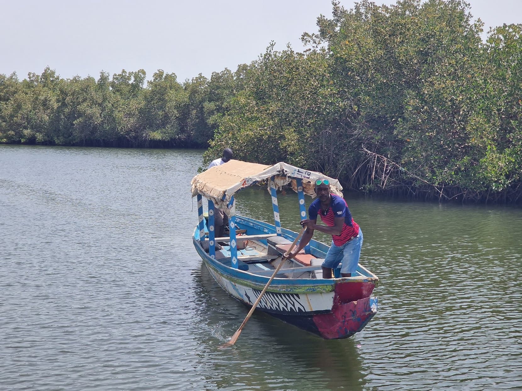 A boatman poling a covered excursion boat along a mangrove creek near Lamin