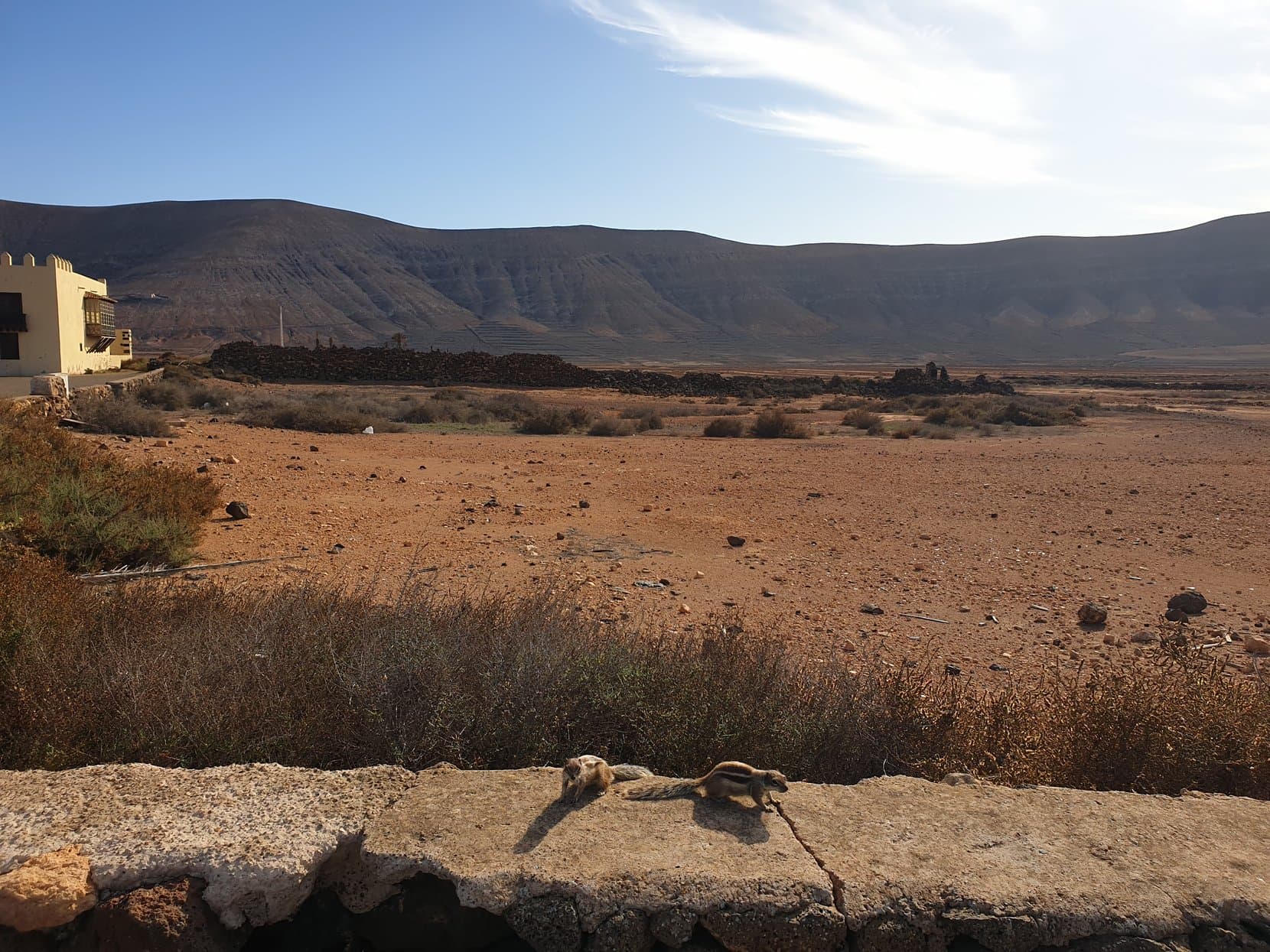 Two ground squirrels on a stone wall in front of a bare volcanic plain at La Oliva, Fuerteventura