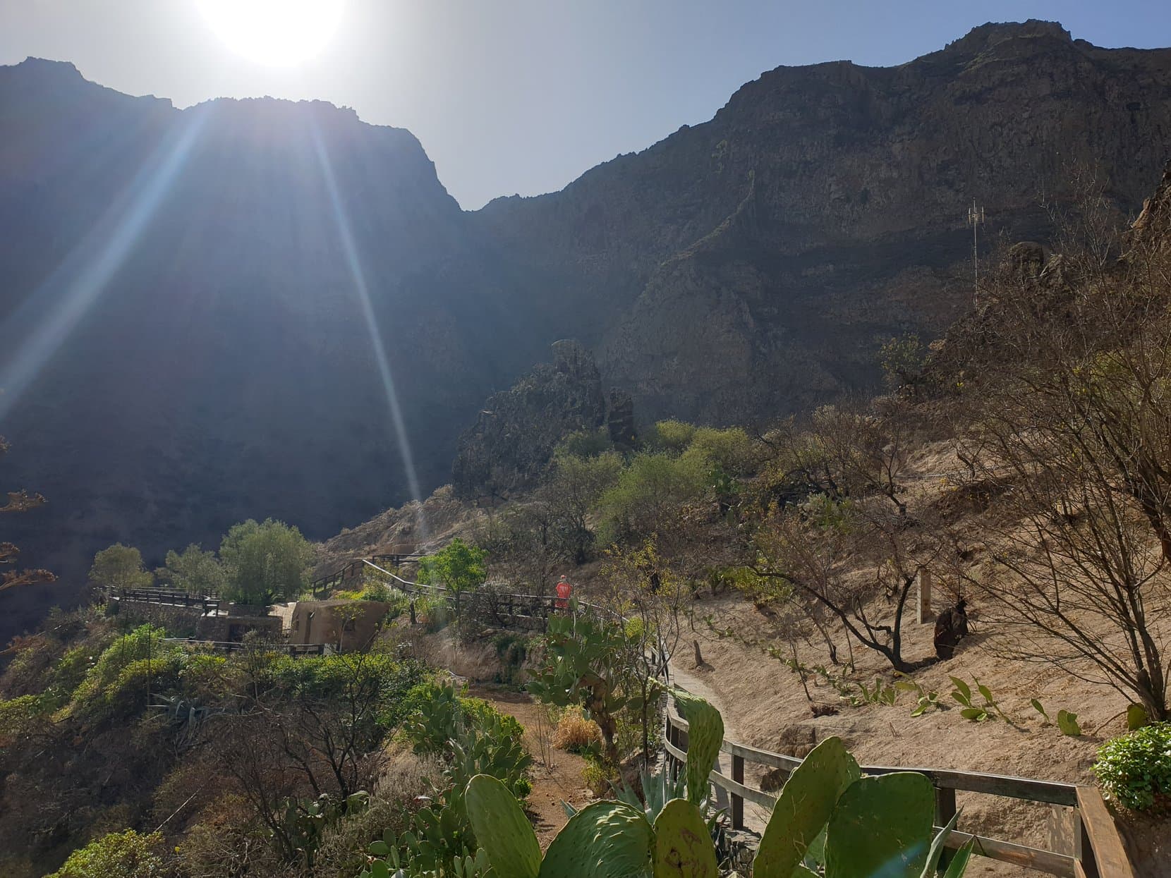 Cactus on the steep slopes of the Barranco de Guayadeque, Gran Canaria