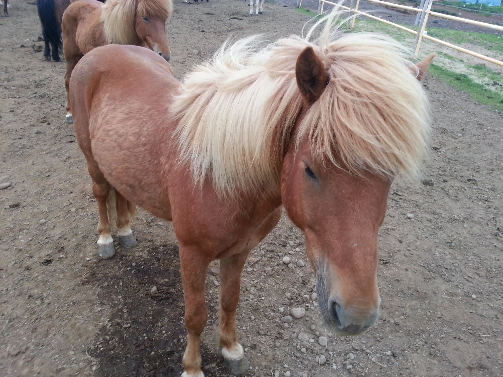 An Icelandic horse with a long blond mane at a roadside fence