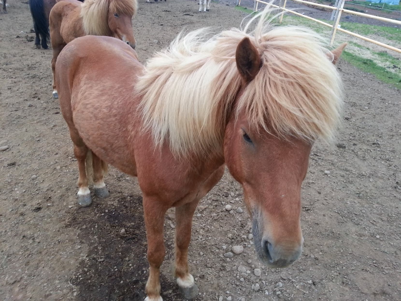 An Icelandic horse with a long blond mane at a roadside fence