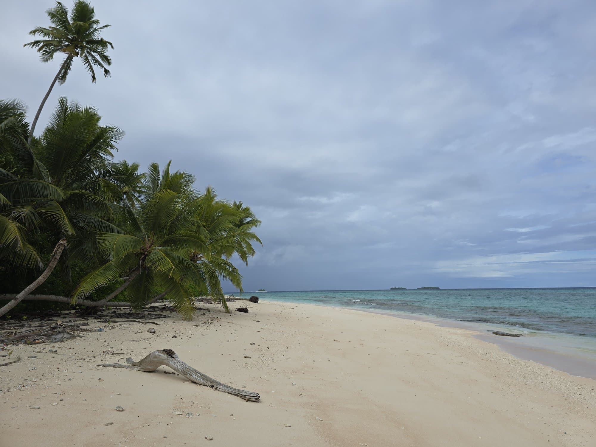 Driftwood on an empty islet beach with palms leaning overhead
