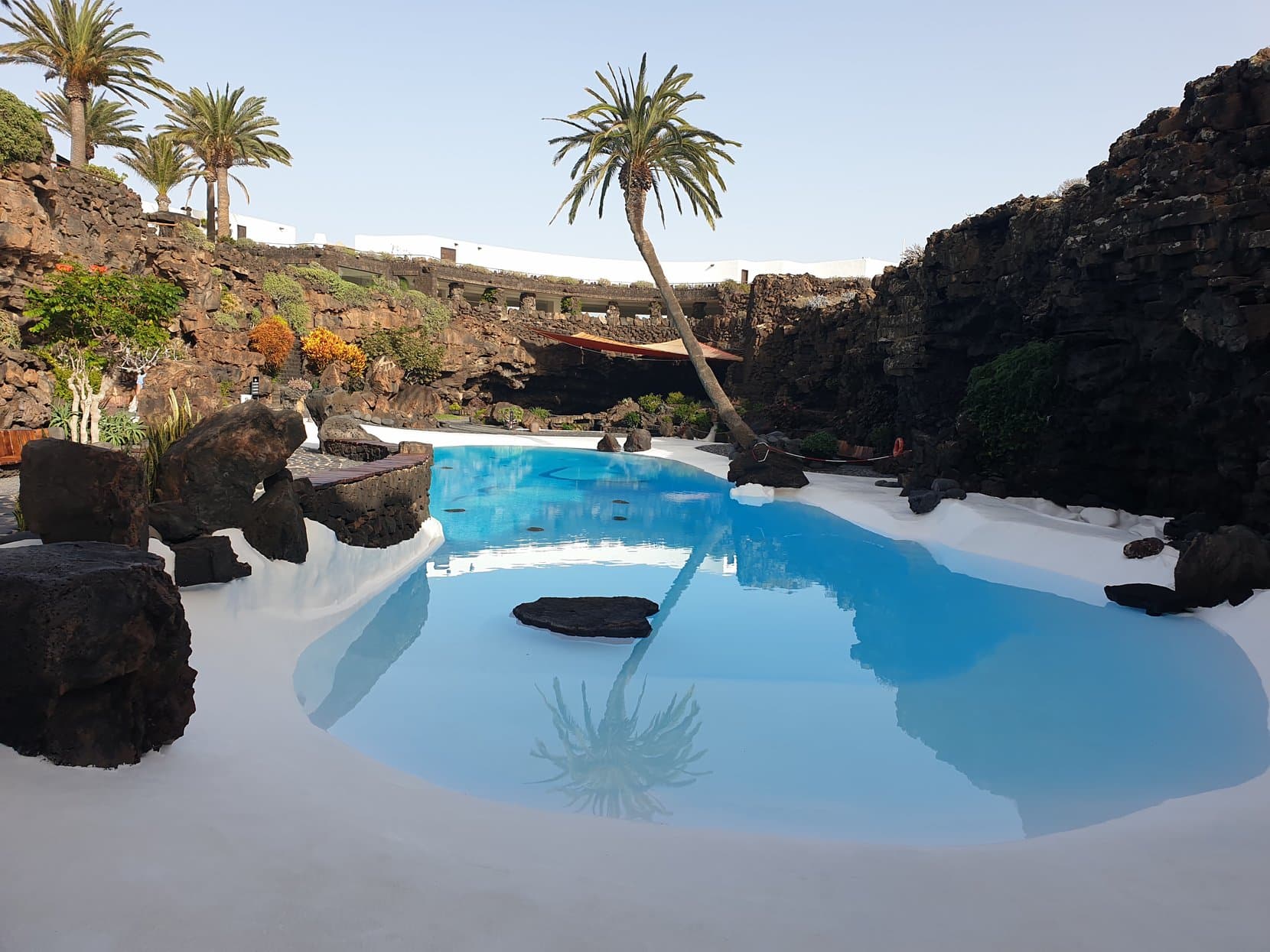The turquoise pool of Jameos del Agua with a leaning palm and black lava rim, Lanzarote