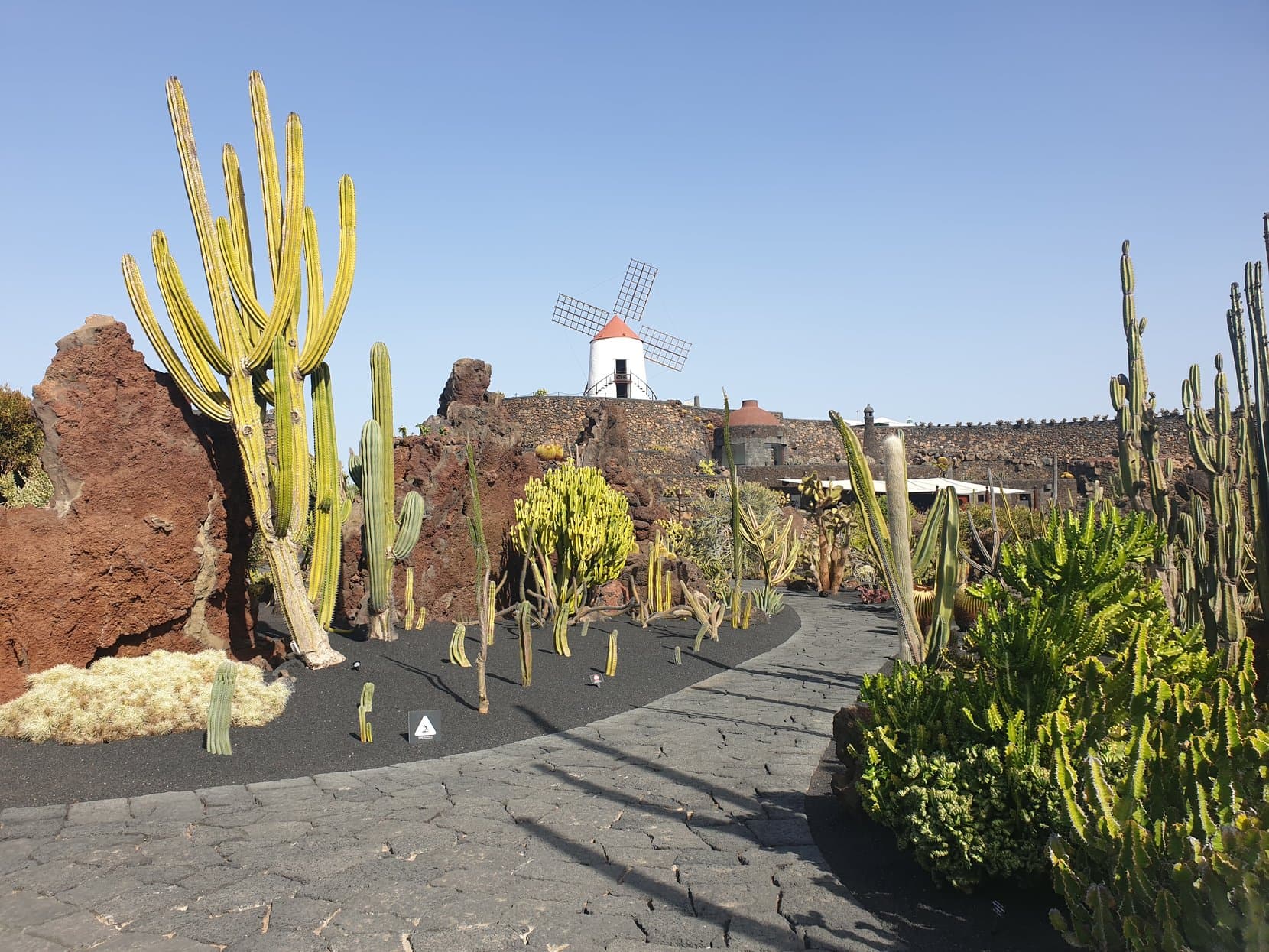The cactus garden filling an old quarry with a windmill on the rim, Guatiza, Lanzarote