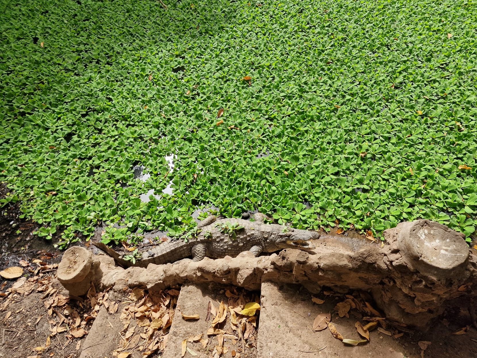 The weed-covered green pool at Kachikally with a crocodile on its rim