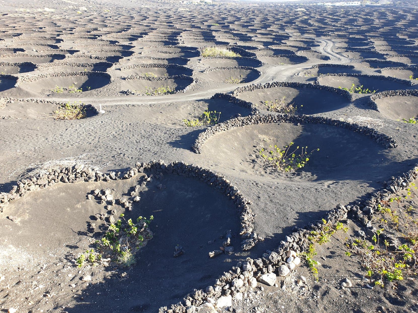 Thousands of dug-out craters with single vines behind stone walls in the black ash of La Geria, Lanzarote