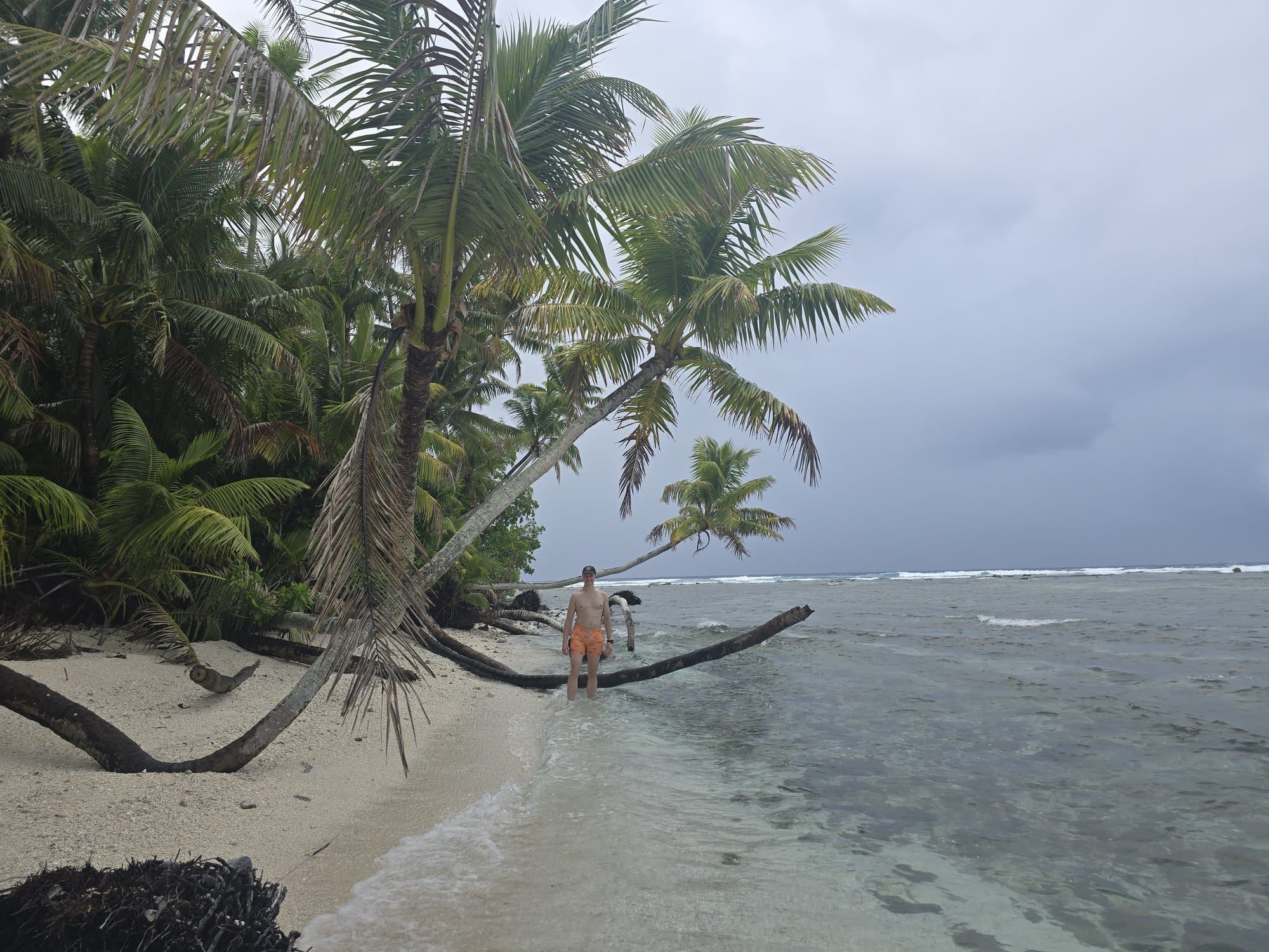 A palm leaning over the turquoise shallows of a lagoon islet, Funafuti, Tuvalu