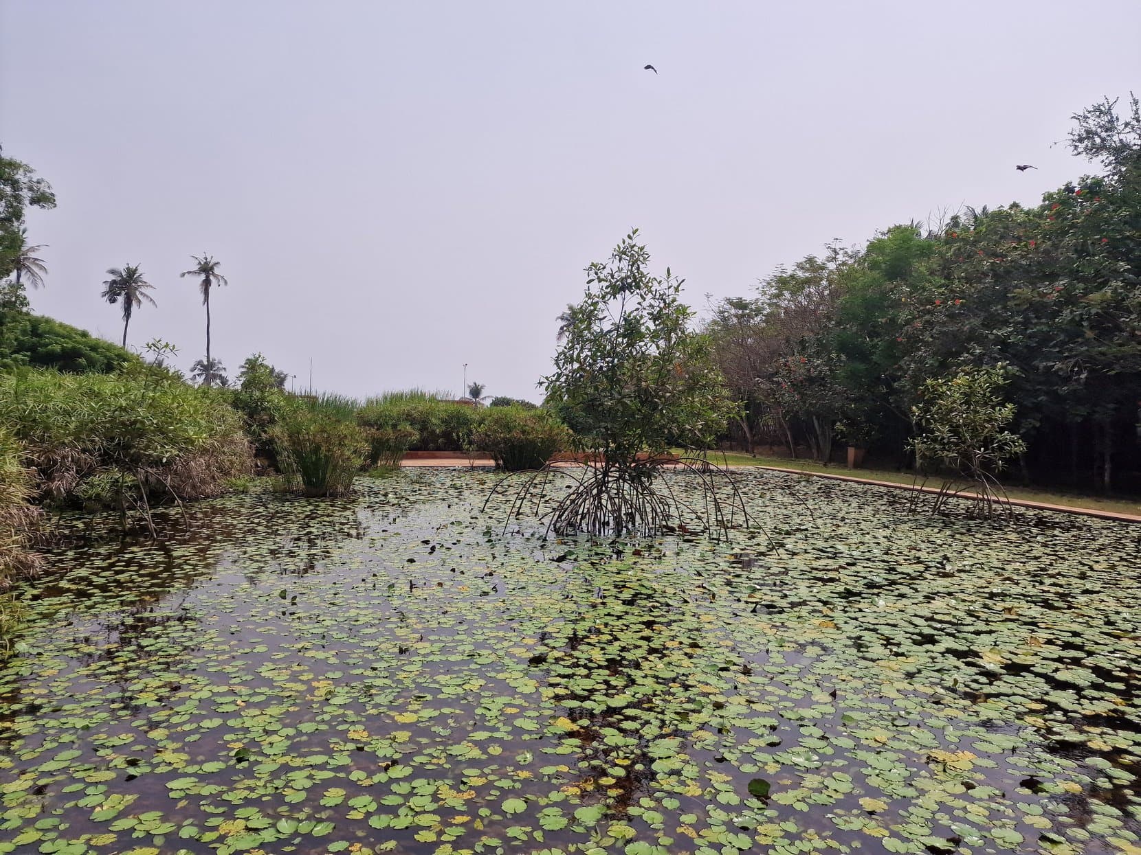 A pond covered in water lilies under trees, Lomé, Togo