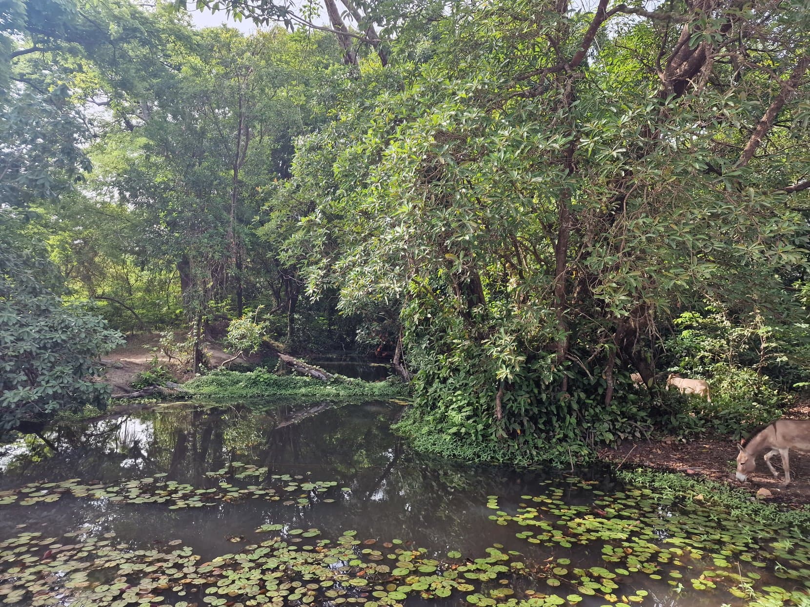 A pond covered in lilies under big trees with an animal drinking at the edge