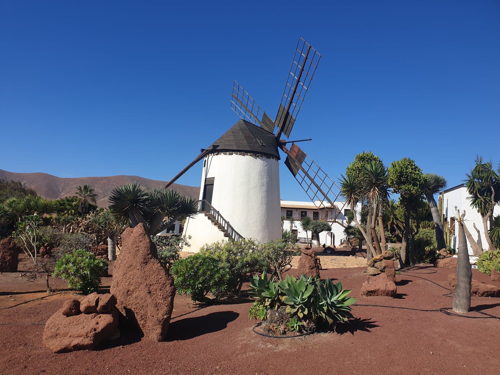 The white windmill of Molino de Antigua over its cactus garden, Fuerteventura