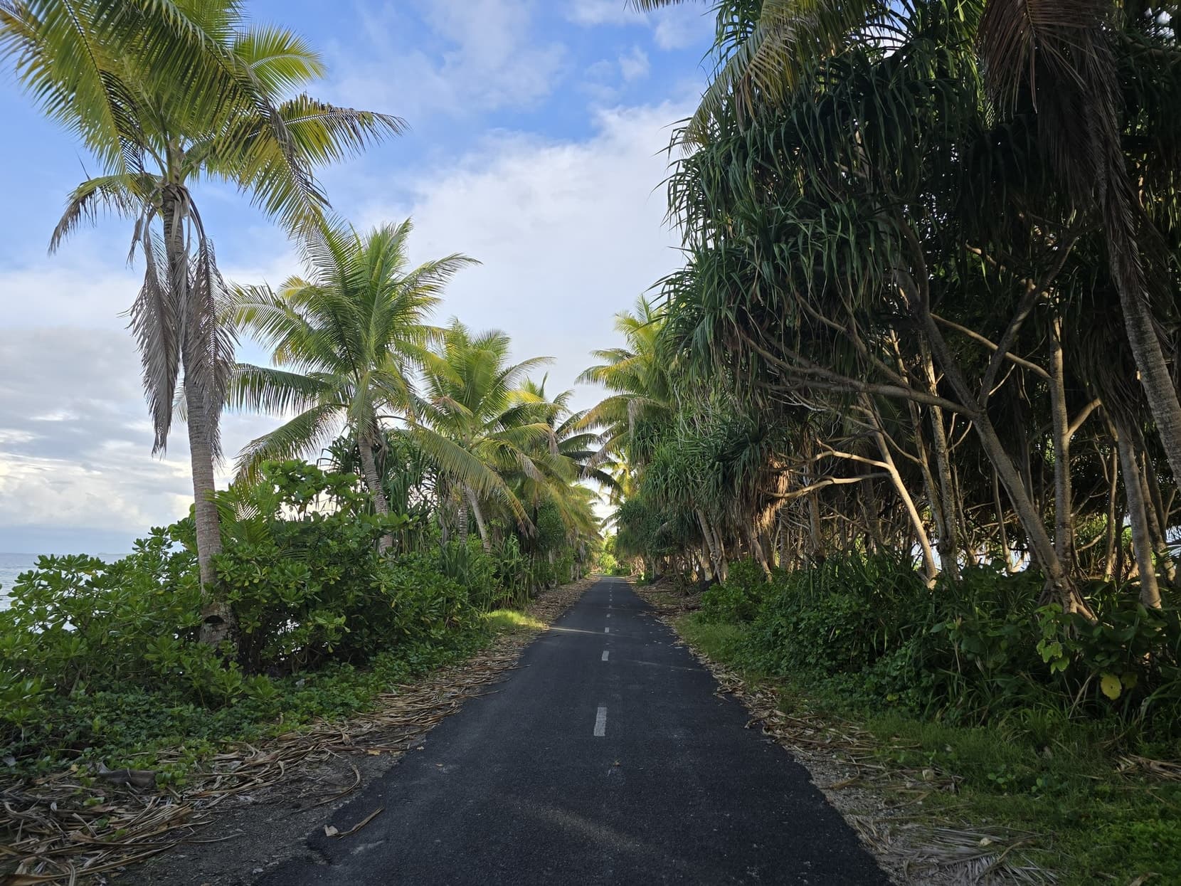 The north road running through a green tunnel of palms