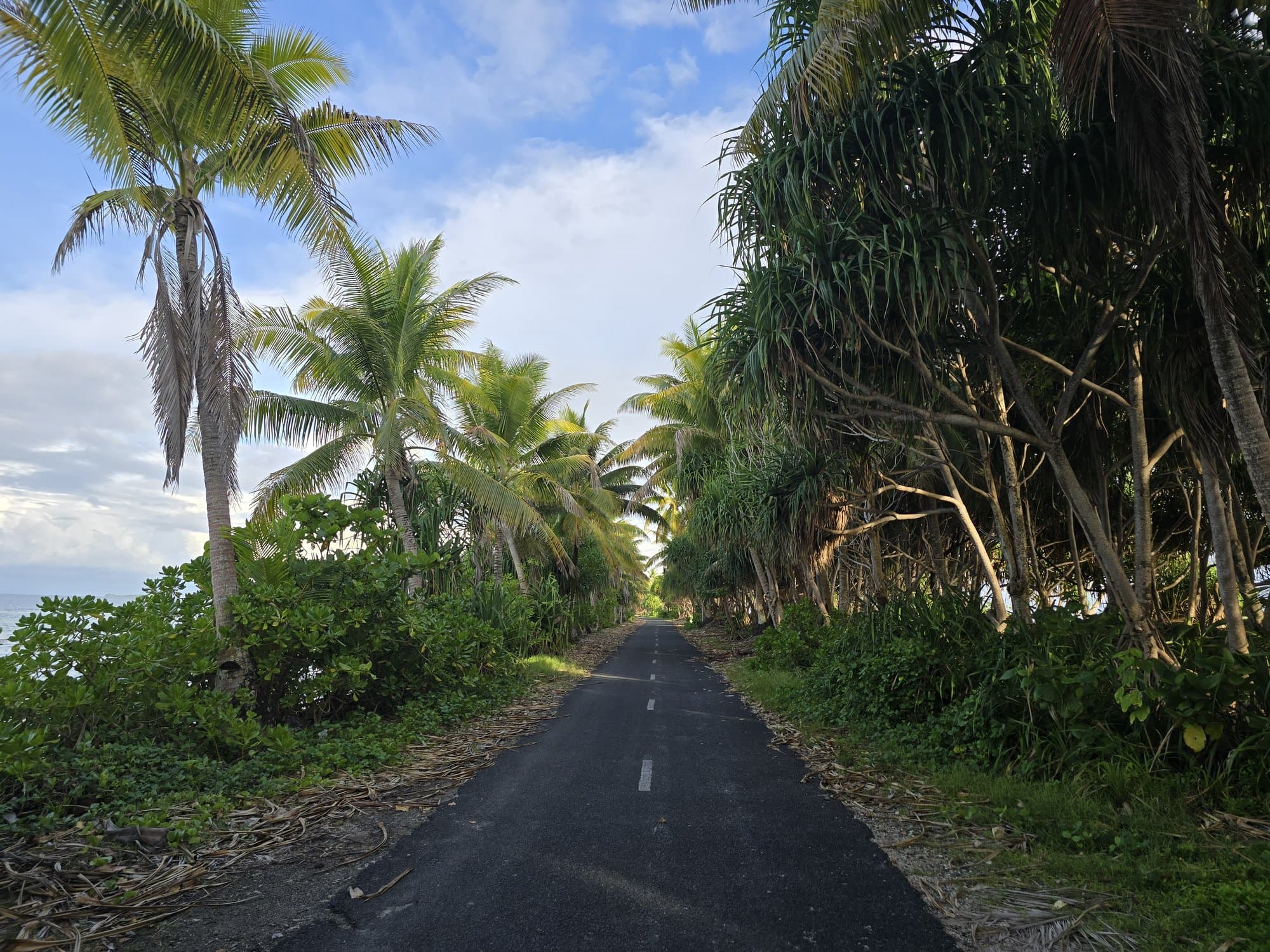 The north road running through a green tunnel of palms
