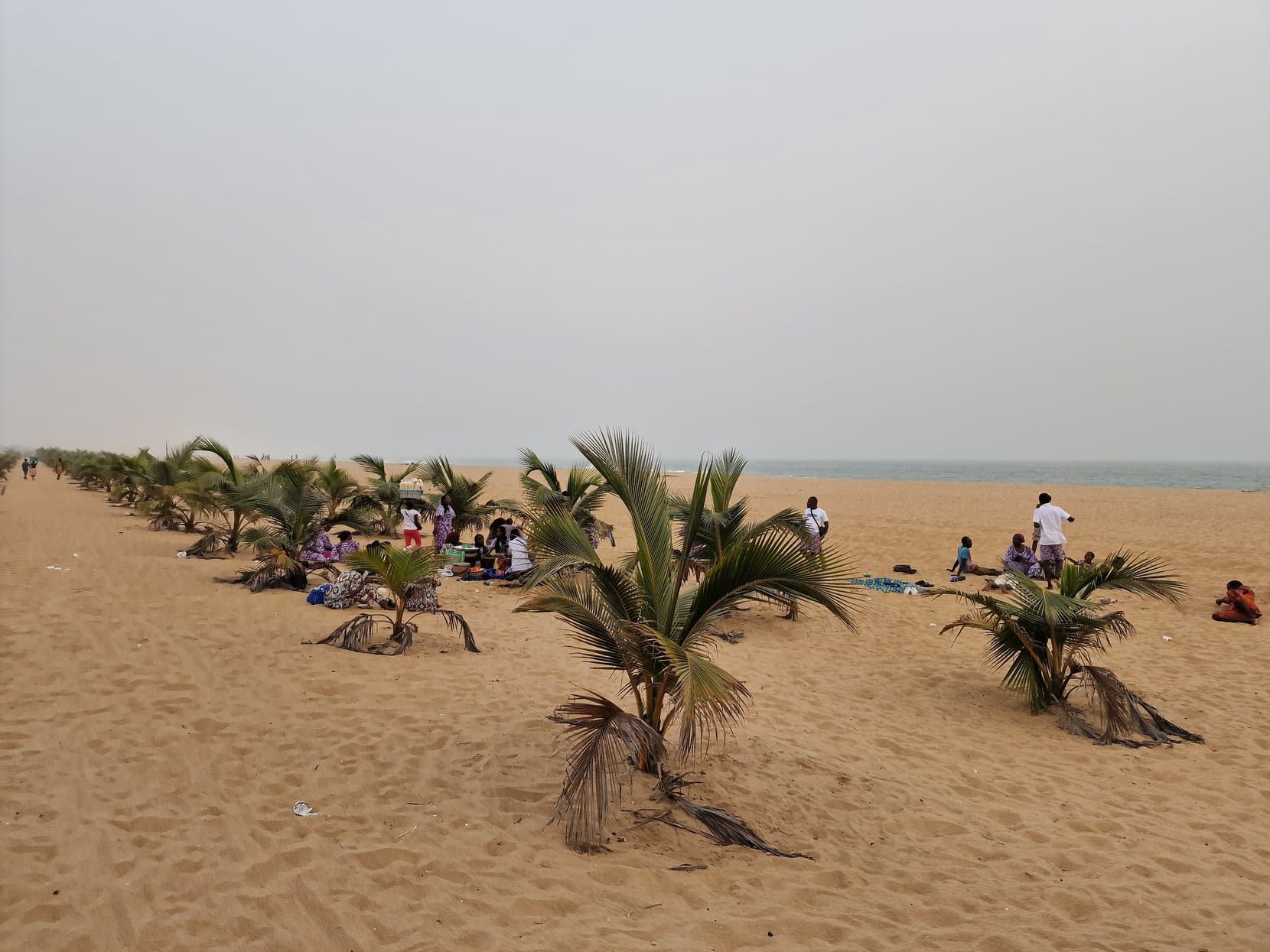 Young palms planted in the sand with people sitting between them on the beach west of Cotonou, Benin