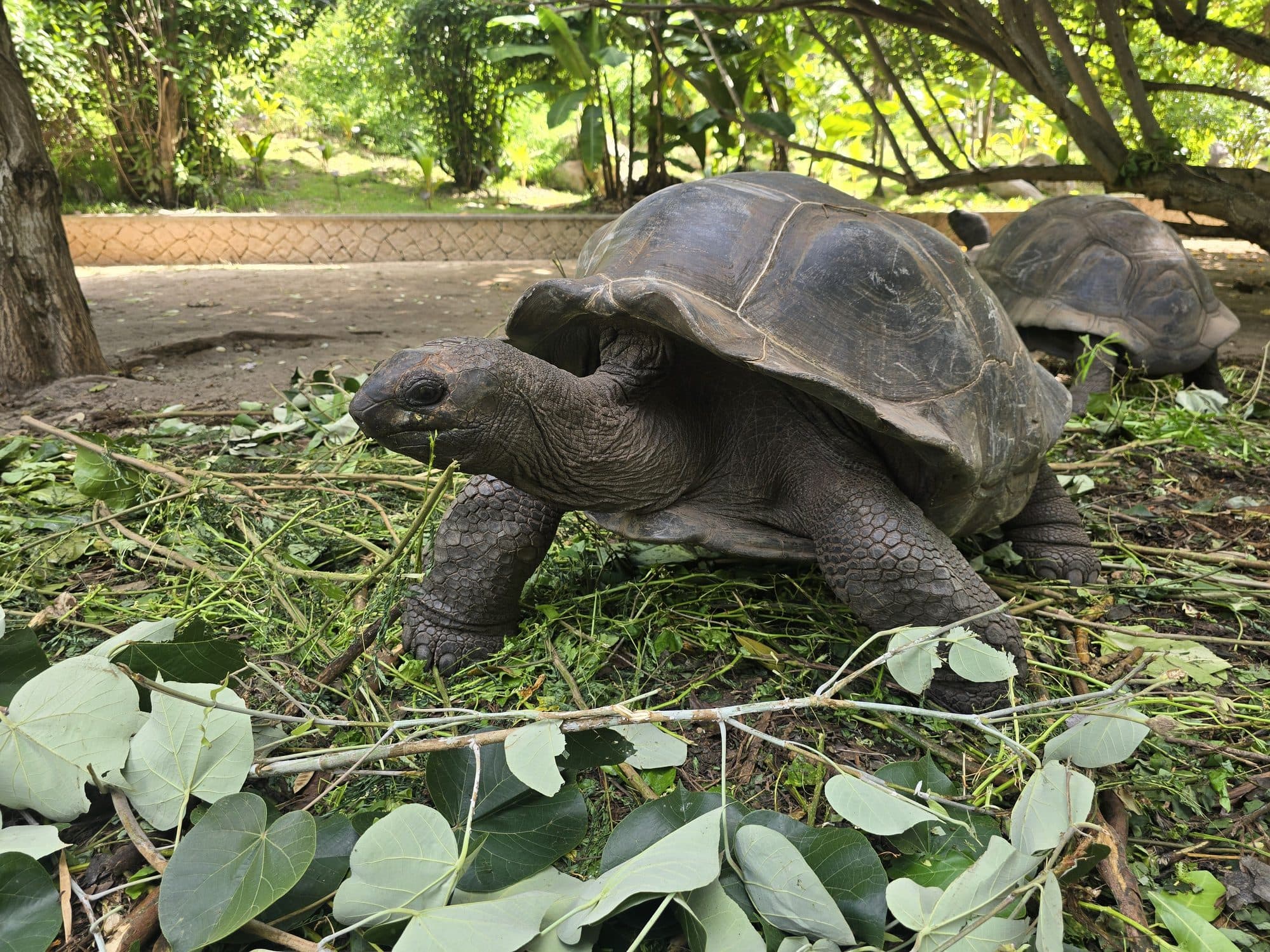 Two giant Aldabra tortoises feeding on leaves in the shade, Praslin, Seychelles
