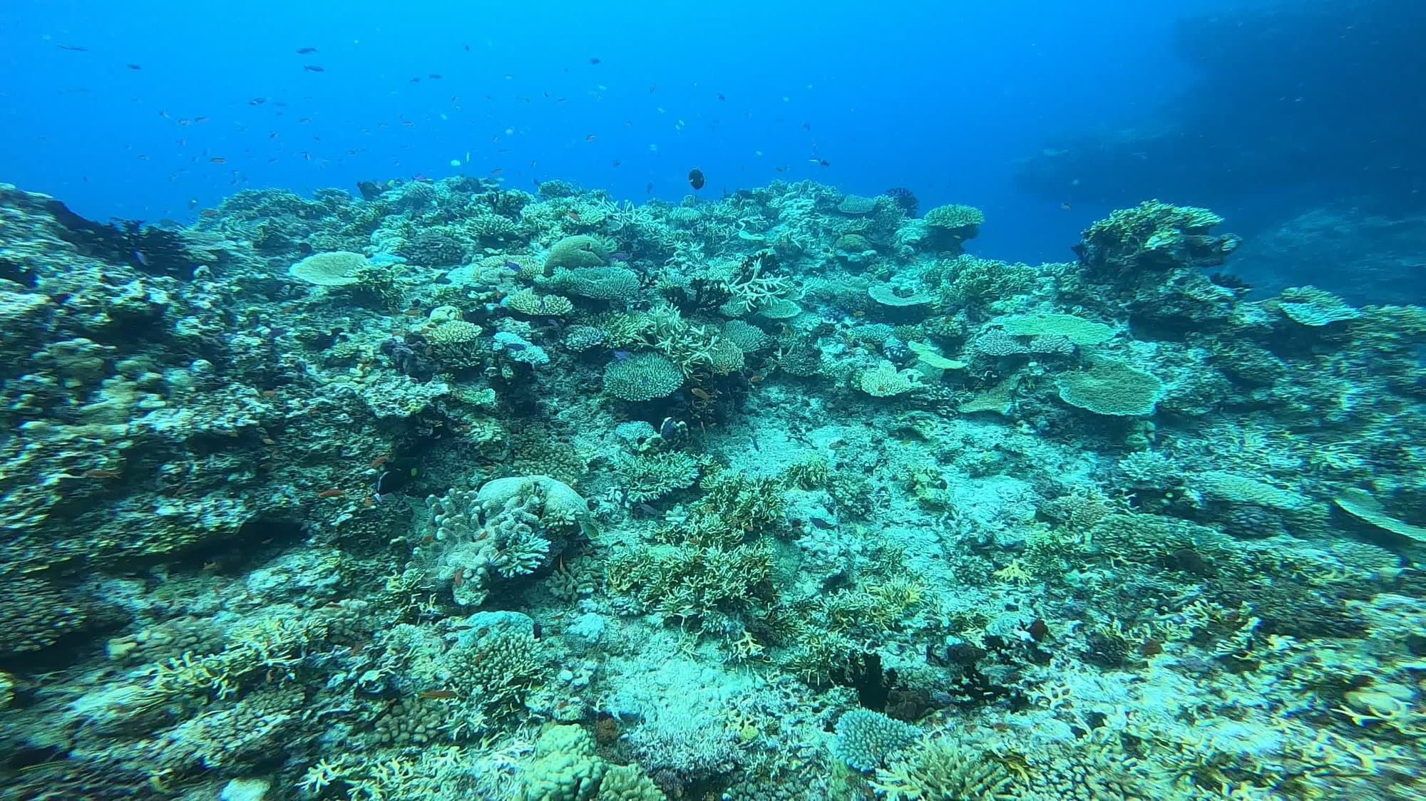 Hard corals and reef fish in clear blue water on the Rainbow Reef