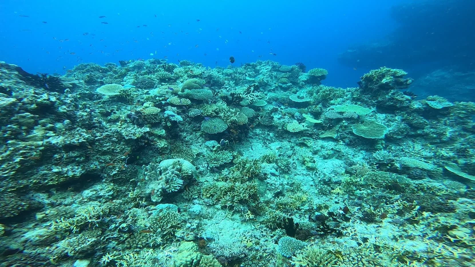 Hard corals and reef fish in clear blue water on the Rainbow Reef