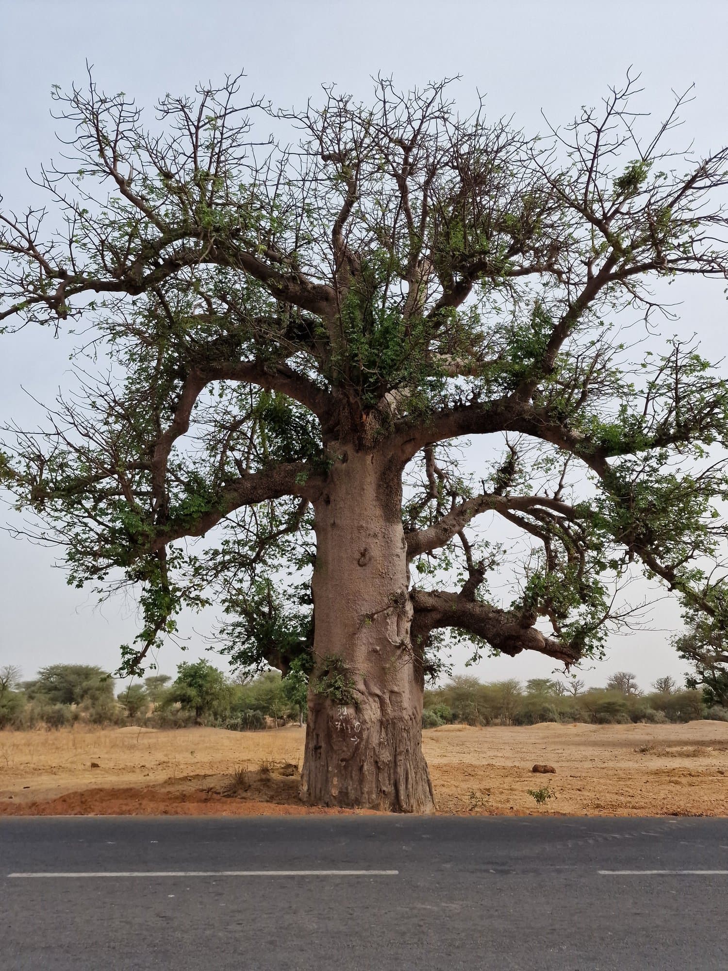 A large baobab standing beside the tarmac road in southern Senegal