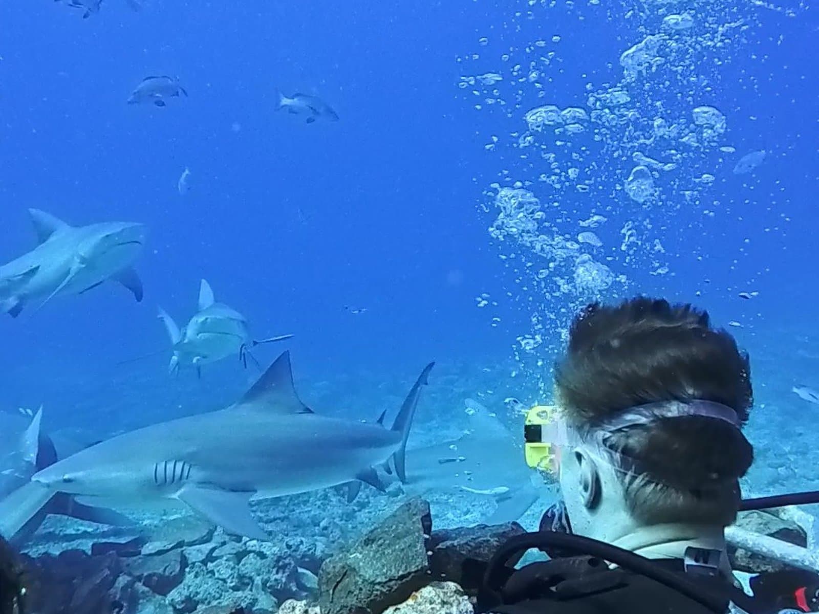 A diver watching sharks pass an arm's length away in clear blue water
