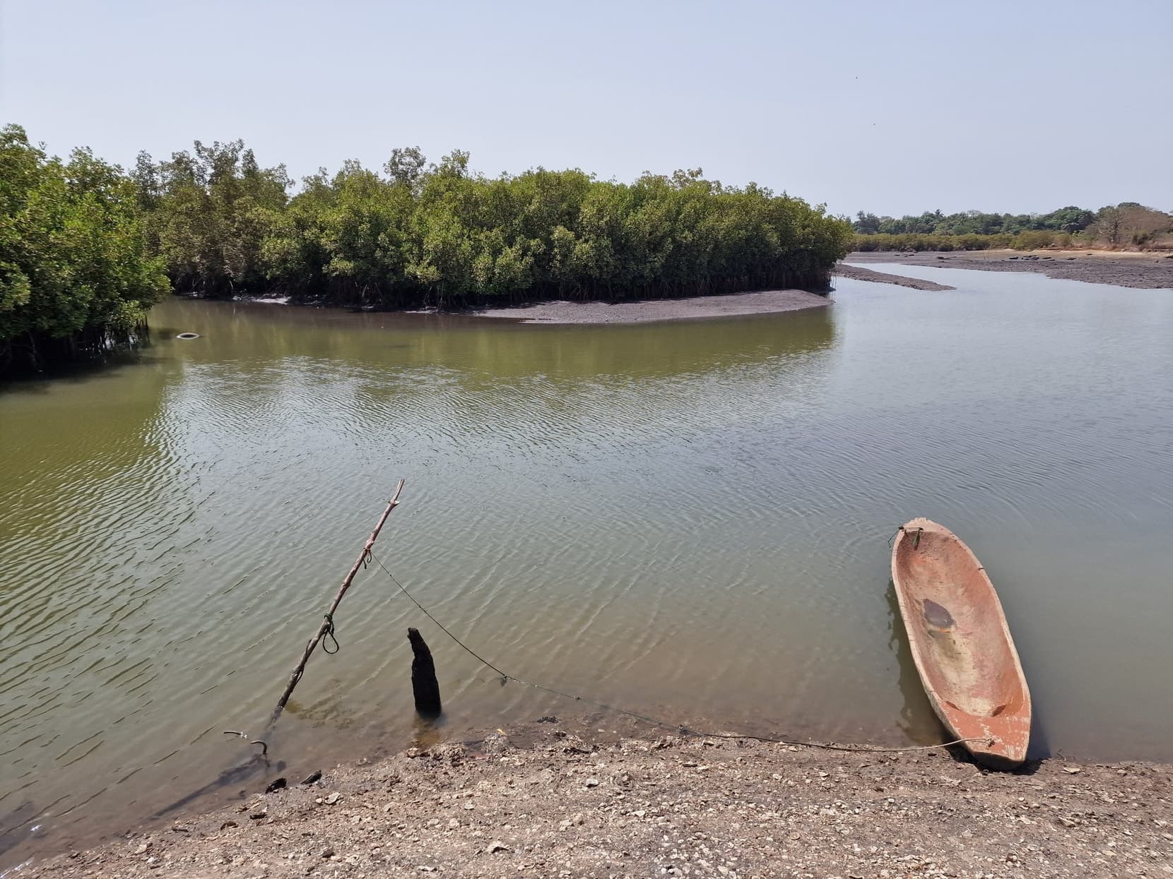 A dugout canoe on a still mangrove creek