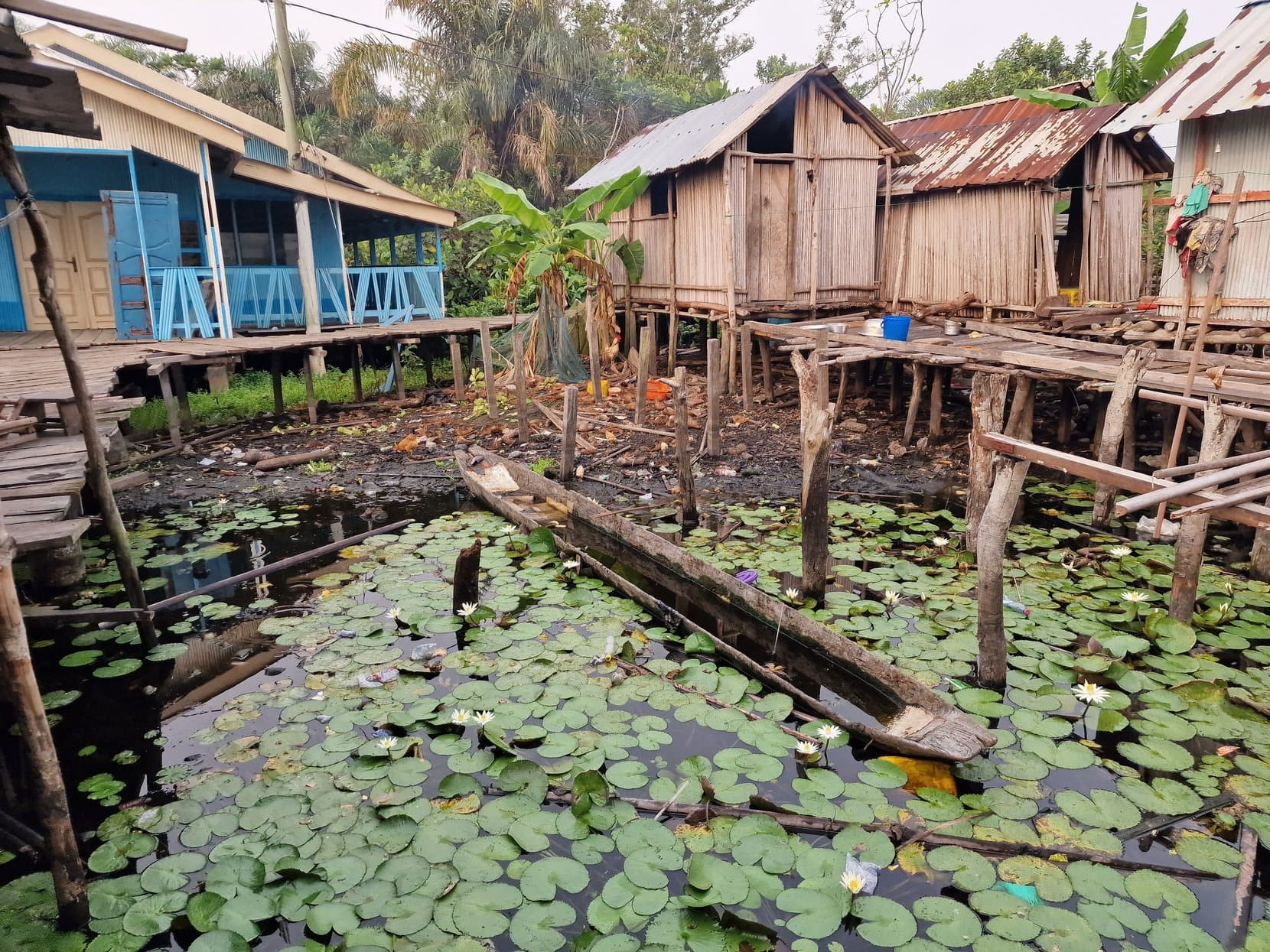 Wooden stilt houses standing over water lilies, Nzulezo, Ghana