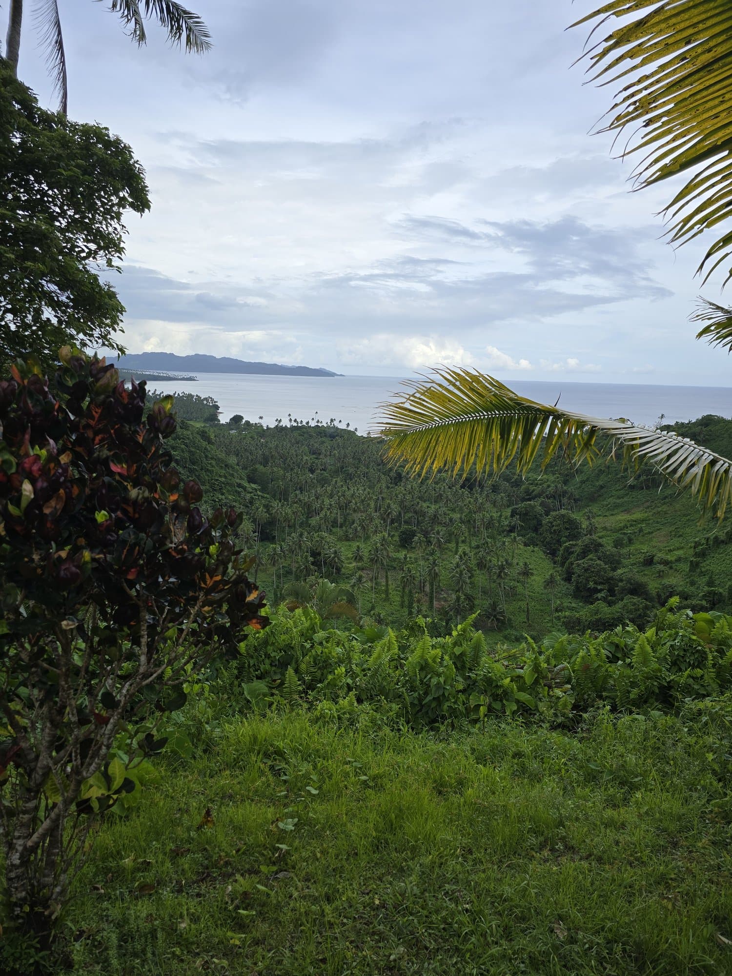 Rainforest running to the coast on Taveuni