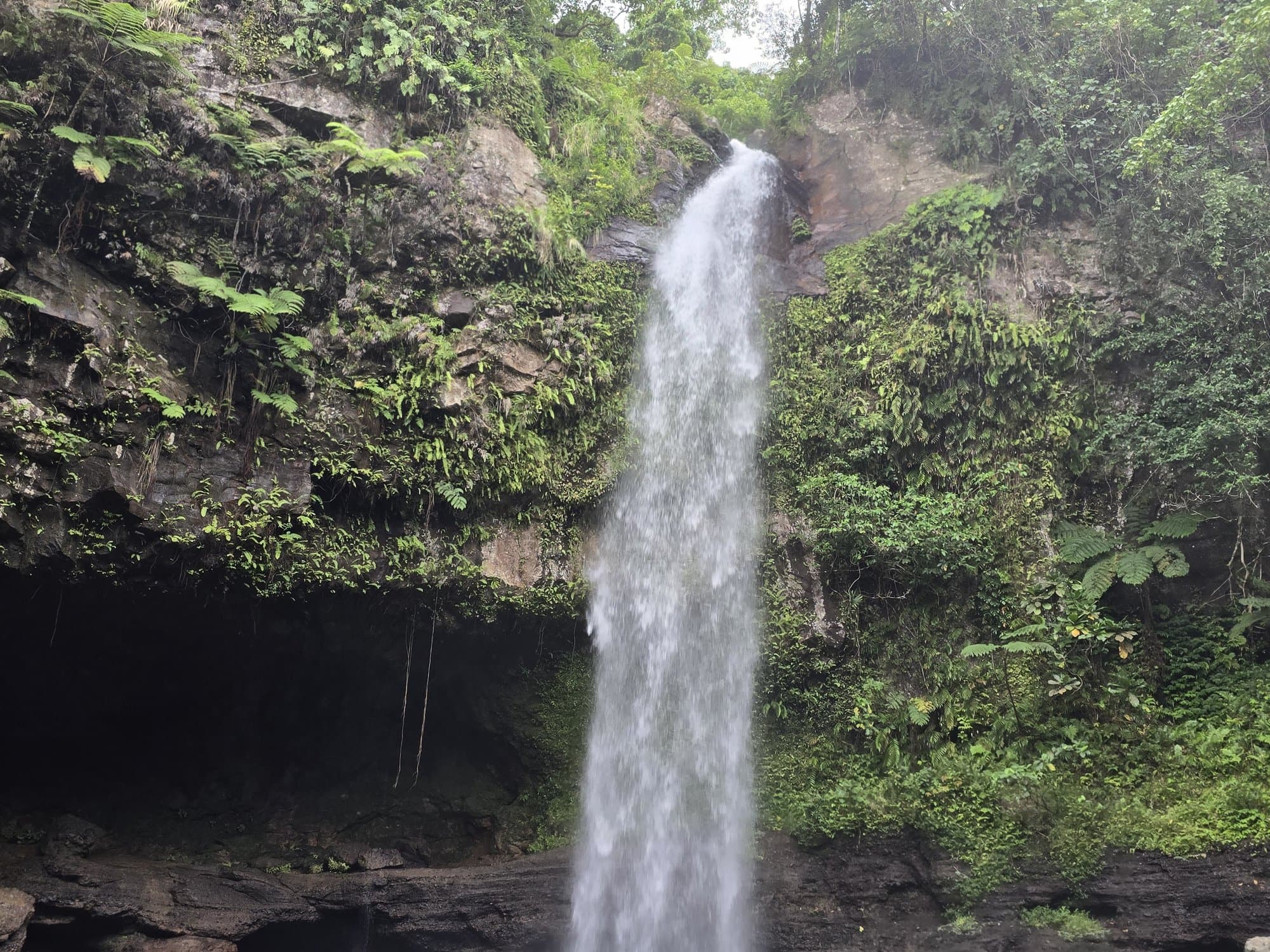 Tavoro waterfall dropping into its green pool in Taveuni's rainforest