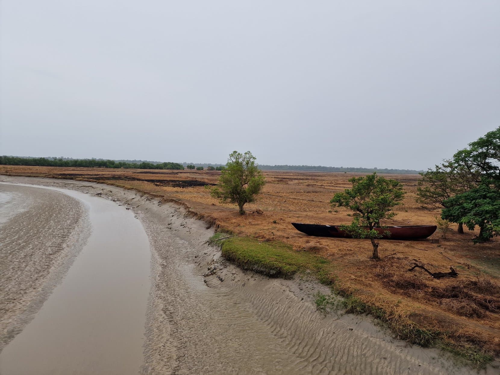 A dugout canoe on the mud of a tidal creek running through mangroves