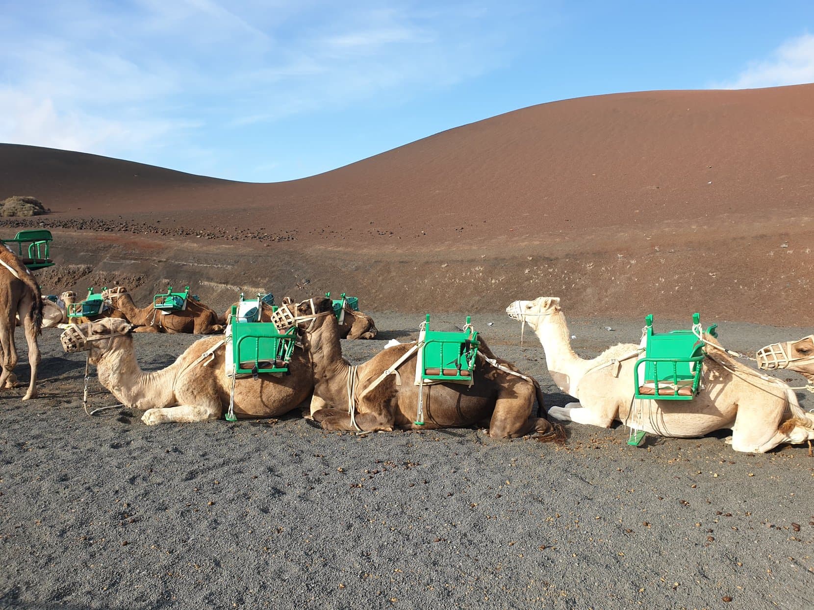 A camel train resting below a red volcano slope at Timanfaya, Lanzarote