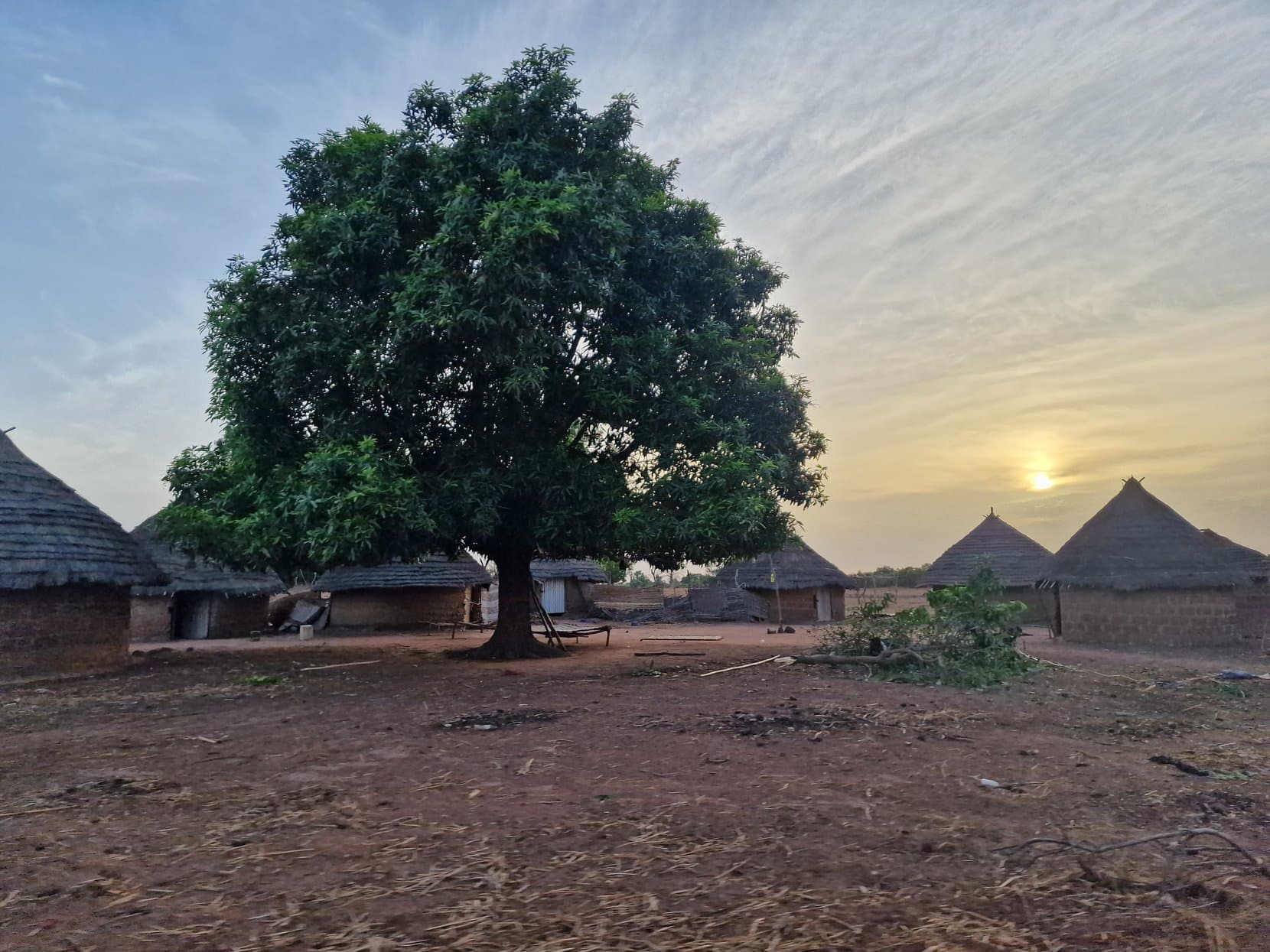 A large mango tree over a village of round thatched houses at sunrise near Koundara, Guinea
